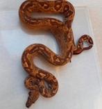 0.1 Hypo Leopard het Albino 2023, Slang