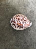 Mooie kauri schelp, Ophalen of Verzenden, Zo goed als nieuw