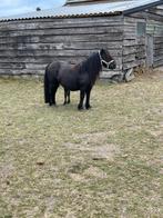 NIEUW 1e premie kroon merrie, Dieren en Toebehoren, Pony's, Merrie, Niet van toepassing, 0 tot 2 jaar, A pony (tot 1.17m)