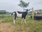 Zwart bonte bok tekoop, Dieren en Toebehoren, Schapen, Geiten en Varkens, Mannelijk, Geit