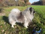 Wolfgrijze keeshond ( dekreu ), Dieren en Toebehoren, Fokker | Hobbymatig, Reu, 1 tot 2 jaar, Buitenland