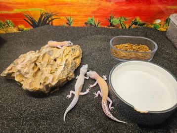 Eublepharis macularius Luipaardgekko beschikbaar voor biedingen