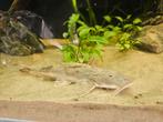 Bagarius bagarius, Dieren en Toebehoren, Vissen | Aquariumvissen, Vis