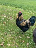 Olive egger haan marans/araucana mix, Dieren en Toebehoren, Mannelijk, Kip