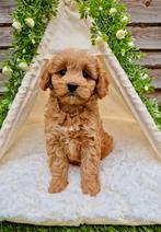 Prachtige boomer x toy poedel pups, Nederland, Overige rassen, CDV (hondenziekte), 8 tot 15 weken