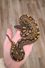 Classic 100%DH Clown Lavender Albino(Grail Project) vrouwtje, Dieren en Toebehoren, Reptielen en Amfibieën, Slang, 0 tot 2 jaar