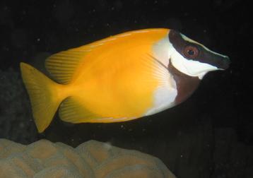 Siganus Vulpinus / vossenkop  beschikbaar voor biedingen