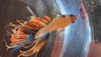 Rare crowntail betta, Dieren en Toebehoren, Vissen | Aquariumvissen, Vis