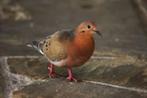 3-0 oorvlekduiven, Overige soorten, Meerdere dieren