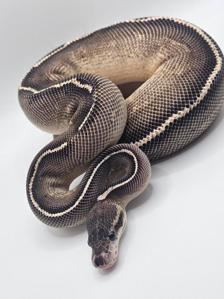 Ballpython- python regius- koningspython