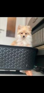 Pomeriaan  Puppy goude mandje, Dieren en Toebehoren, Honden | Chihuahua's en Gezelschapshonden, Rabiës (hondsdolheid), Overige rassen