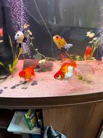 7 sluierstaarten, Dieren en Toebehoren, Vissen | Aquariumvissen, Vis, Zoetwatervis