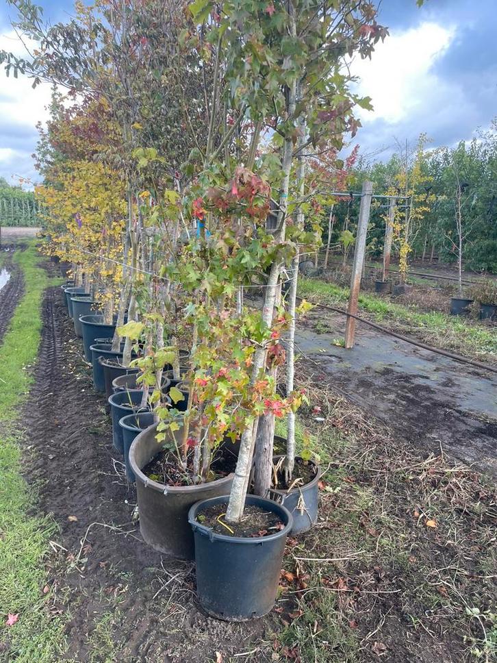 B keus of opruiming potenveld ., Tuin en Terras, Planten | Bomen, Overige soorten, 100 tot 250 cm, Volle zon, Ophalen of Verzenden