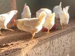 Jonge hennen19 weken legkippen  witte leghorn legkippen, Dieren en Toebehoren, Vrouwelijk, Kip