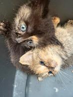 Kittens, Dieren en Toebehoren