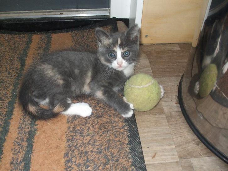 Te koop: blauw schildpad/lapjes poesje, Dieren en Toebehoren, Katten en Kittens | Overige Katten, Kortharig, Poes, 0 tot 2 jaar