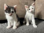 Gereserveerd!!, Dieren en Toebehoren, Katten en Kittens | Overige Katten, Kortharig, Meerdere dieren, 0 tot 2 jaar
