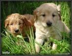 Bordoodle pups. Bordoodle x Labradoode medium, Dieren en Toebehoren, Honden | Retrievers, Spaniëls en Waterhonden, Nederland, Overige rassen