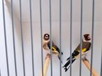 Koppel major putters 2022 x 2024, Dieren en Toebehoren, Vogels | Overige Vogels, Meerdere dieren, Wildzangvogel, Geringd