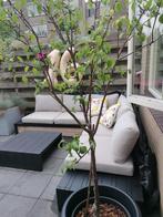 Loungeset aluminium en hout, Tuin en Terras, Ophalen, Zo goed als nieuw