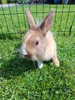 Lief jong leeuwenkop konijntje (vrouwtje), Dieren en Toebehoren, Konijnen, Vrouwelijk, Klein, 0 tot 2 jaar