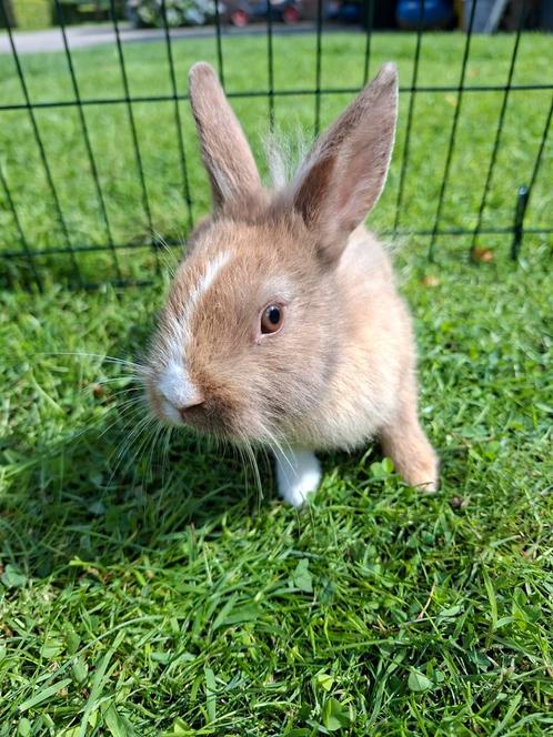 Lief jong leeuwenkop konijntje (vrouwtje), Dieren en Toebehoren, Konijnen, Klein, Vrouwelijk, 0 tot 2 jaar