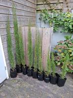 Cupressus Sempervirens, Italiaanse cipressen, Ophalen, Bloeit niet, Halfschaduw, 100 tot 250 cm