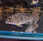 Geophagus surinamensis, Dieren en Toebehoren, Vissen | Aquariumvissen, Vis, Zoetwatervis