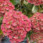 hortensia's, Ophalen, Overige soorten, Halfschaduw