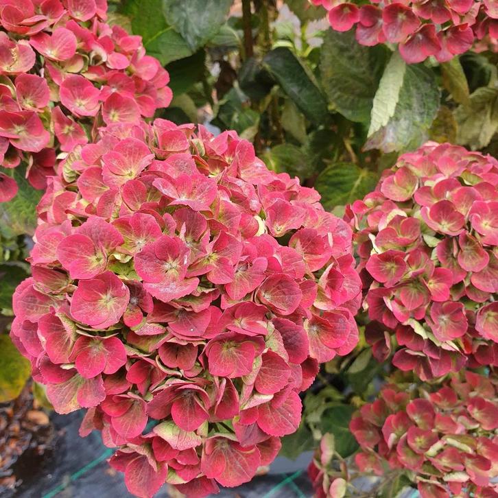 hortensia's, Tuin en Terras, Planten | Tuinplanten, Overige soorten, Halfschaduw, Ophalen