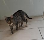 Te koop 2 jonge poesjes, Dieren en Toebehoren, Katten en Kittens | Raskatten | Korthaar, Poes