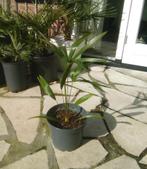 Trachycarpus fortunei, Volle zon, Ophalen of Verzenden, Minder dan 100 cm, Zomer