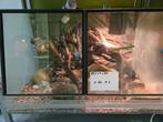 terrarium, Dieren en Toebehoren, Reptielen en Amfibieën | Toebehoren, Ophalen, Zo goed als nieuw, Terrarium of Paludarium