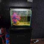 Aquarium met vissen, Ophalen, Zo goed als nieuw, Gevuld zoetwateraquarium