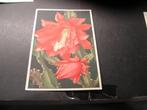 Voor het Kind Ansichtkaart 1936 Cactus, Verzamelen, Ansichtkaarten | Themakaarten, Verzenden, 1920 tot 1940, Ongelopen, Natuur