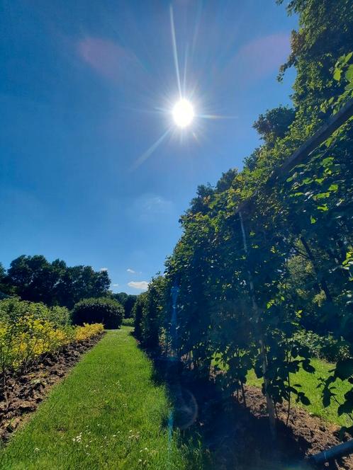 Biologische, gedroogde laurierbladeren uit eigen tuin., Tuin en Terras, Planten | Tuinplanten, Vaste plant, Kruiden, Volle zon