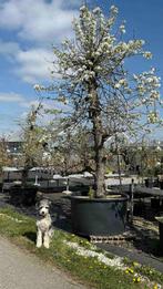 Aanbieding oude fruitbomen Saint Remy, Gieser en Elstar, Lente, Volle zon, Ophalen of Verzenden, 250 tot 400 cm