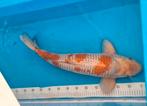 Ochiba maruten zeer tamme koi 65 cm, Karper of Koi