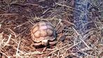 Sulcata schildpadden, Dieren en Toebehoren, Reptielen en Amfibieën, Schildpad