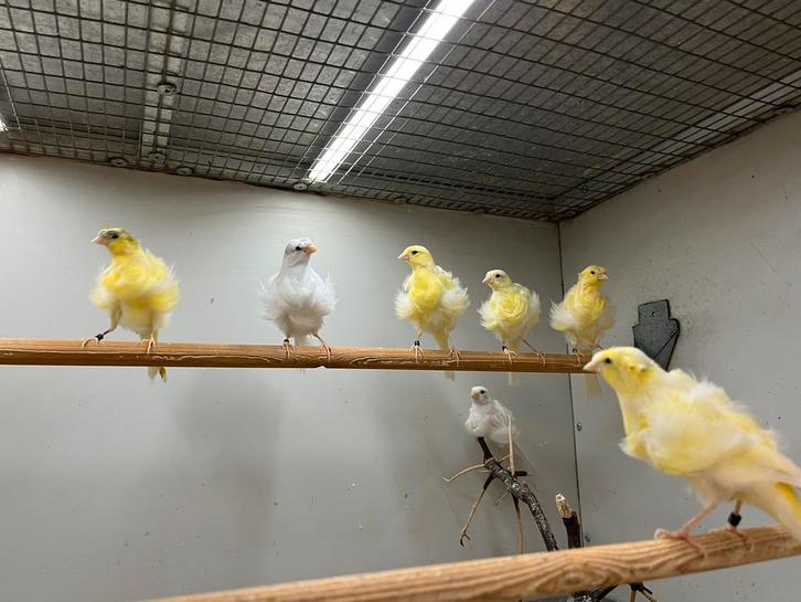 Fiorino Kanaries, Dieren en Toebehoren, Vogels | Kanaries, Postuurkanarie, Meerdere dieren