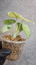 Alocasia Ninja Tricolor Variegata, Ophalen of Verzenden, Halfschaduw, Minder dan 100 cm