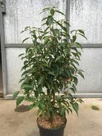 Portugese Laurier Prunus Lucitanica maat 0,6-0.8 meter €5,95, Tuin en Terras, Planten | Struiken en Hagen, Laurier, Ophalen