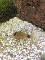 corydoras panda 3 euro per stuk, Dieren en Toebehoren, Vissen | Aquariumvissen, Vis, Zoetwatervis, Schoolvis
