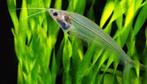 Kryptopterus Biccirrhis - Glasmeerval, Dieren en Toebehoren, Vis, Zoetwatervis