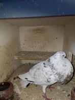 Gaditano doffer, Dieren en Toebehoren, Vogels | Duiven
