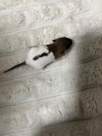 Baby dwerg ratten, Dieren en Toebehoren, Knaagdieren, Rat, Geslacht onbekend, Januari, Tam
