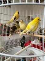 Verschillende kleuren mannen en poppen kanaries te koop, Dieren en Toebehoren, Meerdere dieren, Kleurkanarie
