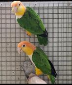 Gevraagd voor de export roestkop caiques en meer, Dieren en Toebehoren, Meerdere dieren, Parkiet