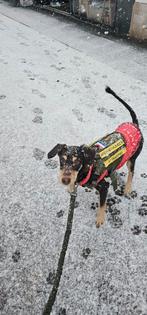 Dobberman pup 7/8 maanden oud, 15 weken tot 1 jaar, Eén hond, Nederland, Particulier