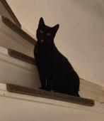 Masha, een echte black beauty, Poes, Kortharig, 3 tot 5 jaar